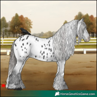 Horse Color:White Spotted Black Blanket 