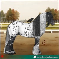 Horse Color:White Spotted Black Appaloosa