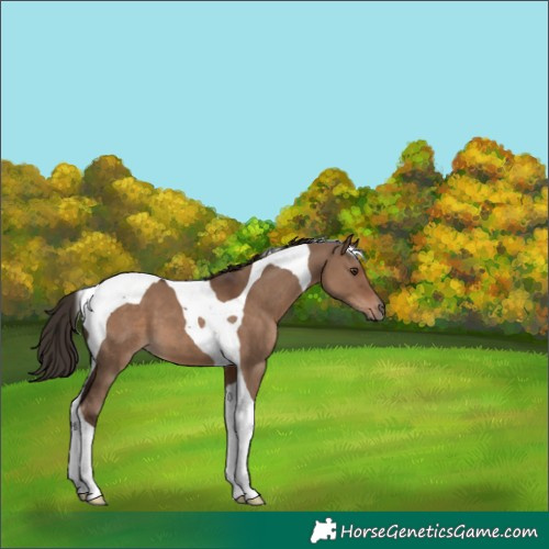 Horse Color:Liver Red Dun Tobiano 
