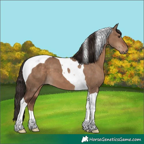 Horse Color:Liver Red Dun Tobiano 