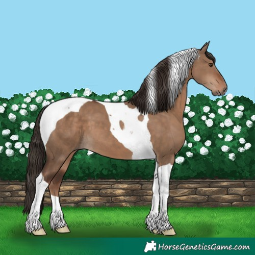 Horse Color:Liver Red Dun Tobiano 