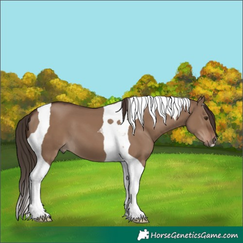 Horse Color:Liver Red Dun Tobiano 
