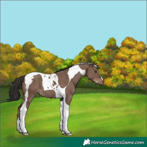 Horse Color:Liver Red Dun Tobiano 