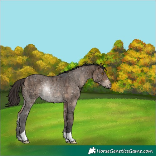 Horse Color:Bay Ice Dun Rabicano 