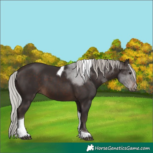 Horse Color:Silver Brown Tobiano 