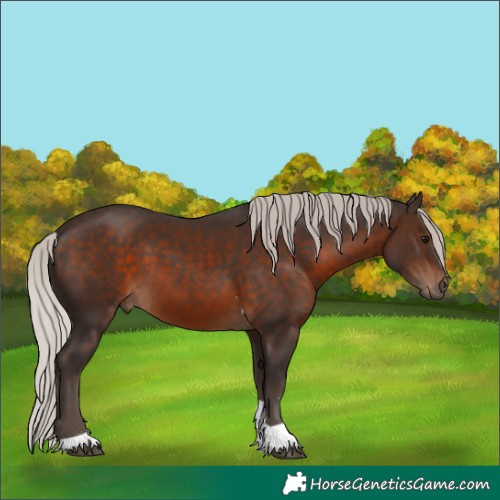 Horse Color:Silver Brown Tobiano 