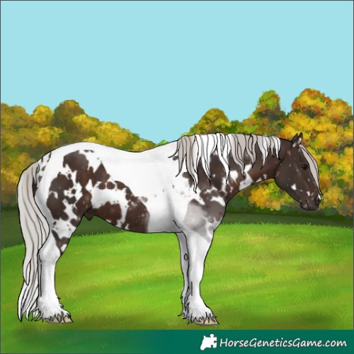 Horse Color:White Spotted Silver Brown Tobiano 