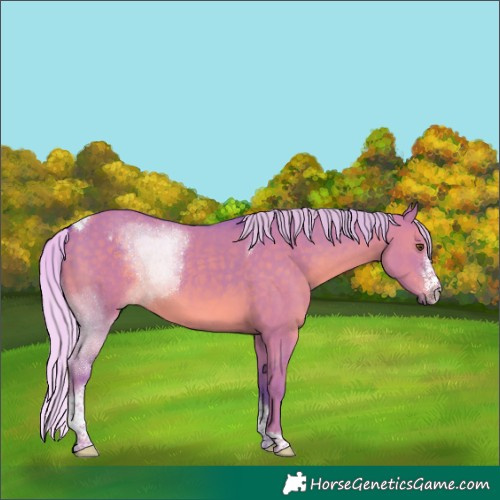 Horse Color:Watercolor Silver Grullo Sabino Tobiano 