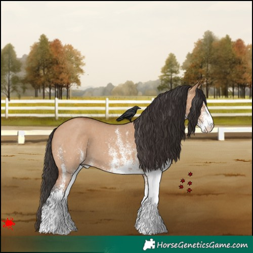 Horse Color:White Spotted Bay Dun