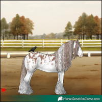 Horse Color:White Spotted Chestnut Splash Appaloosa 