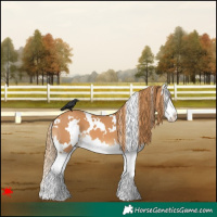 Horse Color:White Spotted Chestnut Splash 