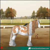 Horse Color:White Spotted Chestnut Splash 
