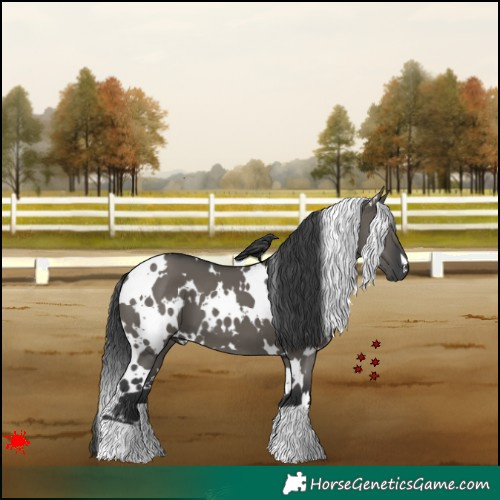 Horse Color:White Spotted Grullo 