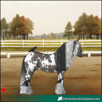 Horse Color:White Spotted Grullo 