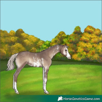 Horse Color:Silver Blue Onyx Sabino