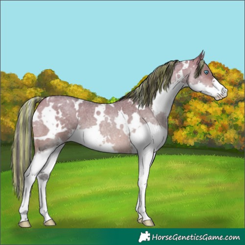 Horse Color:Painted White Spotted Brown Roan Dun Mushroom Splash 