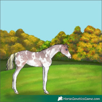 Horse Color:Painted White Spotted Brown Roan Dun Mushroom Splash