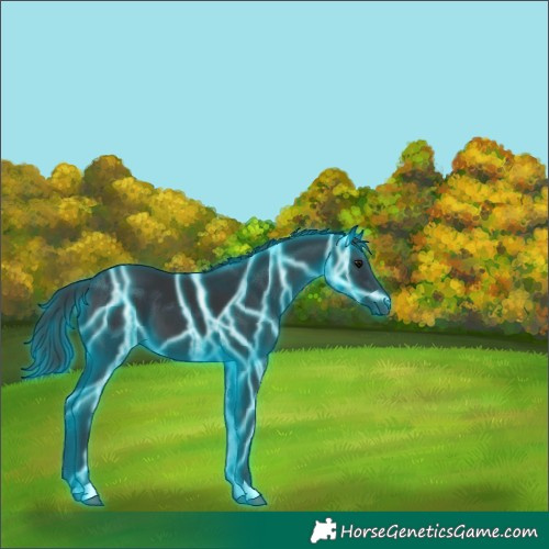 Horse Color:Thunderstruck Black