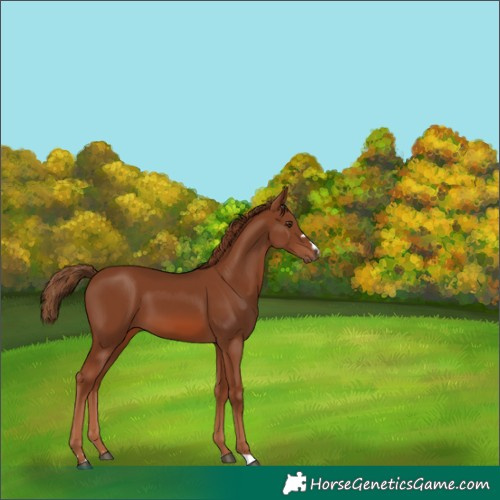Horse Color:Chestnut 