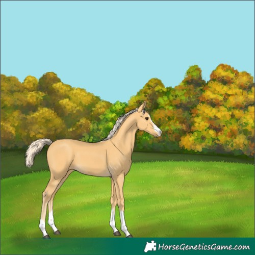 Horse Color:Palomino 