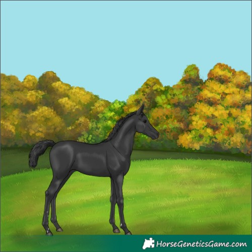 Horse Color:Black 