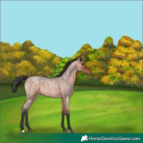 Horse Color:Bay Roan