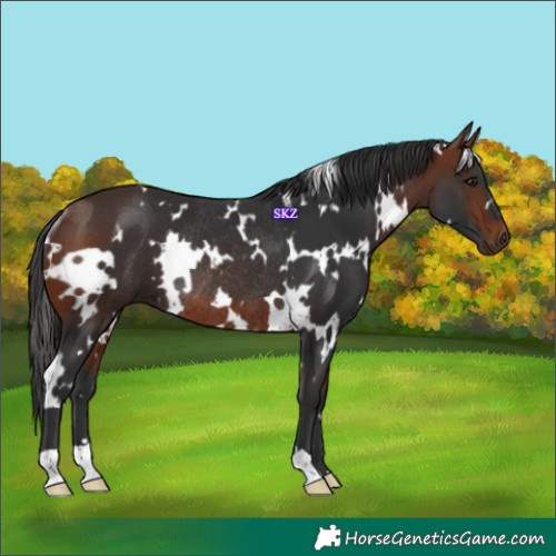 Horse Color:White Spotted Bay Rabicano 