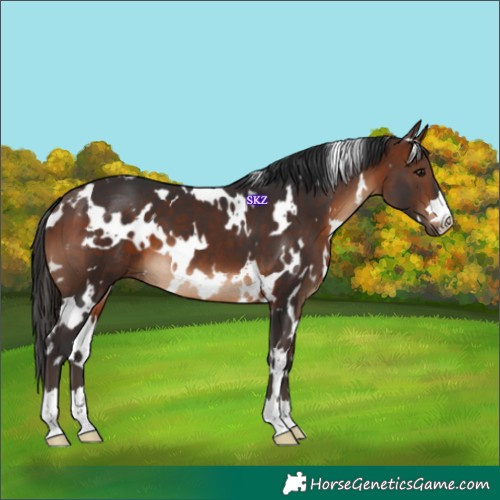 Horse Color:White Spotted Brown 
