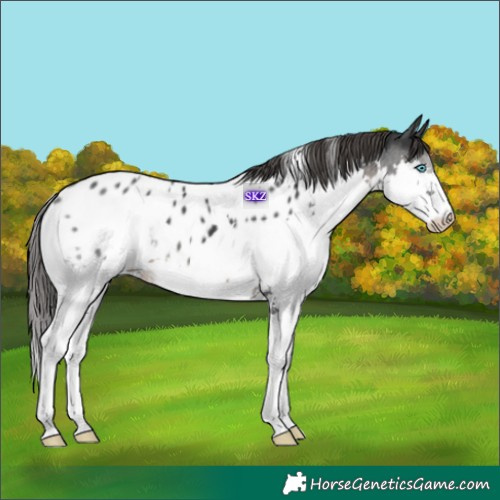 Horse Color:White Spotted Black Splash Near Leopard 