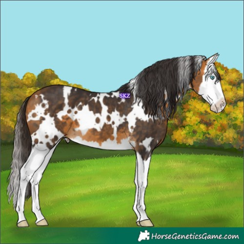 Horse Color:White Spotted Buckskin Splash 