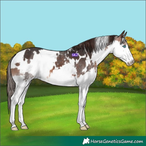 Horse Color:White Spotted Brown Splash Varnish 