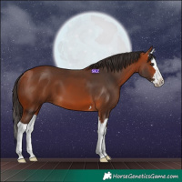 Horse Color:Bay Splash 