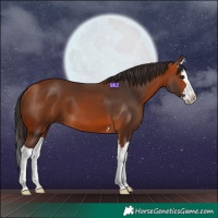 Horse Color:Bay Splash