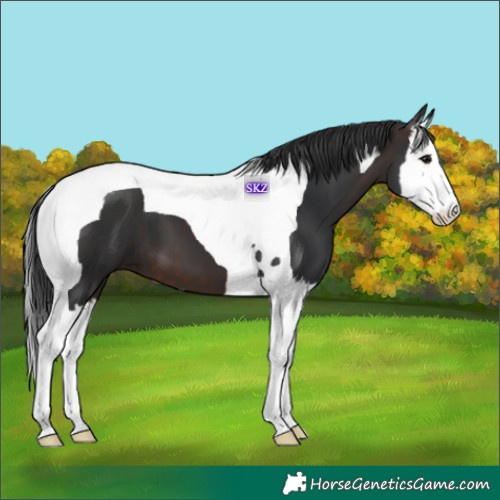Horse Color:Brown Splash Tobiano 