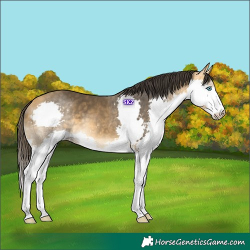 Horse Color:Buckskin Splash 