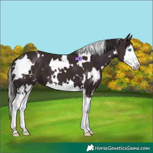 Horse Color:White Spotted Liver Chestnut Splash 