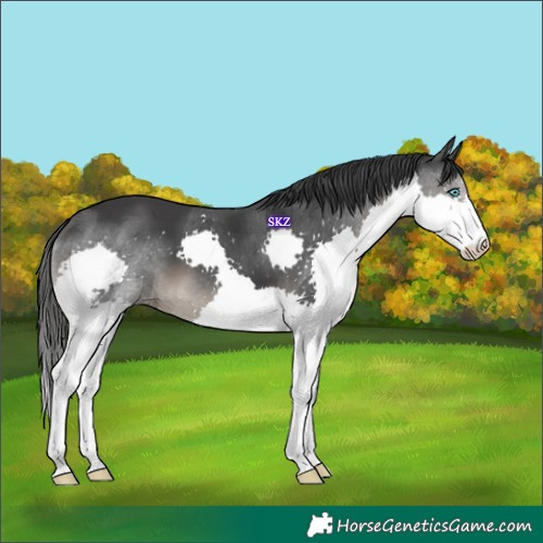 Horse Color:Black Splash 