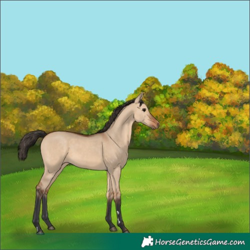 Horse Color:Bay Dun