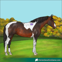 Horse Color:Brown Tobiano Rabicano 