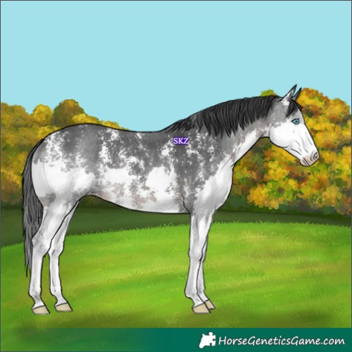 Horse Color:Black Sabino Splash 