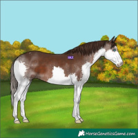 Horse Color:Liver Chestnut Splash