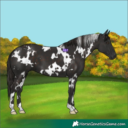 Horse Color:White Spotted Liver Chestnut 