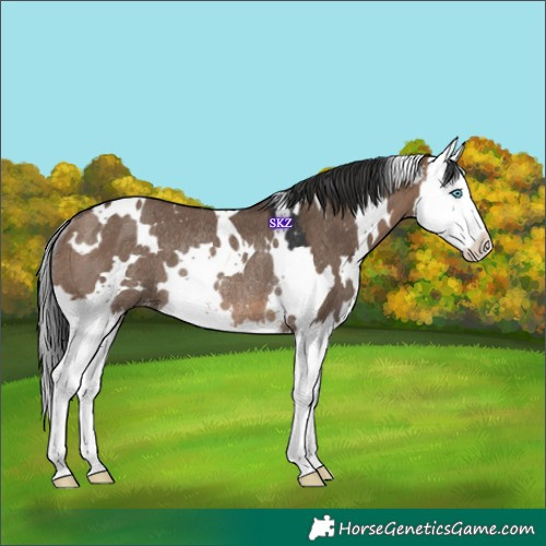 Horse Color:White Spotted Brown Dun Splash Rabicano 