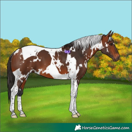 Horse Color:White Spotted Bay Tobiano 