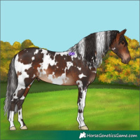 Horse Color:White Spotted Bay 