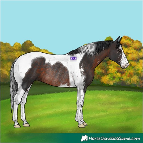 Horse Color:Brown Sabino Tobiano Rabicano 