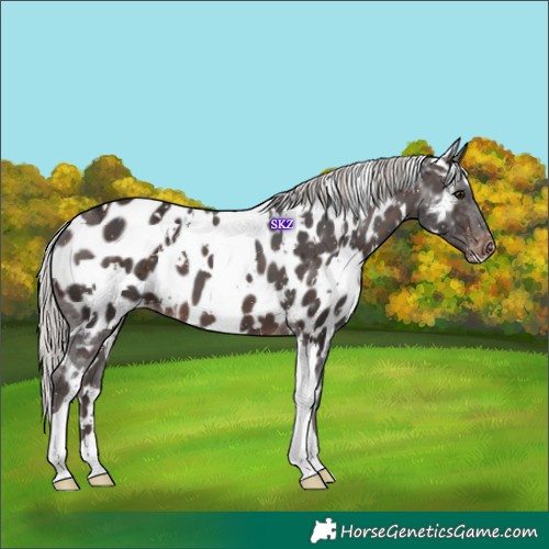 Horse Color:White Spotted Silver Brown Appaloosa 