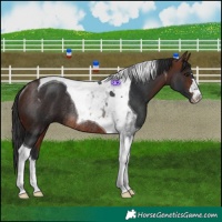 Horse Color:Brown Tobiano Rabicano 