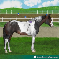 Horse Color:Brown Tobiano Rabicano