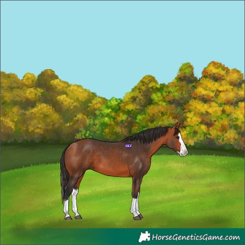 Horse Color:Bay Splash 